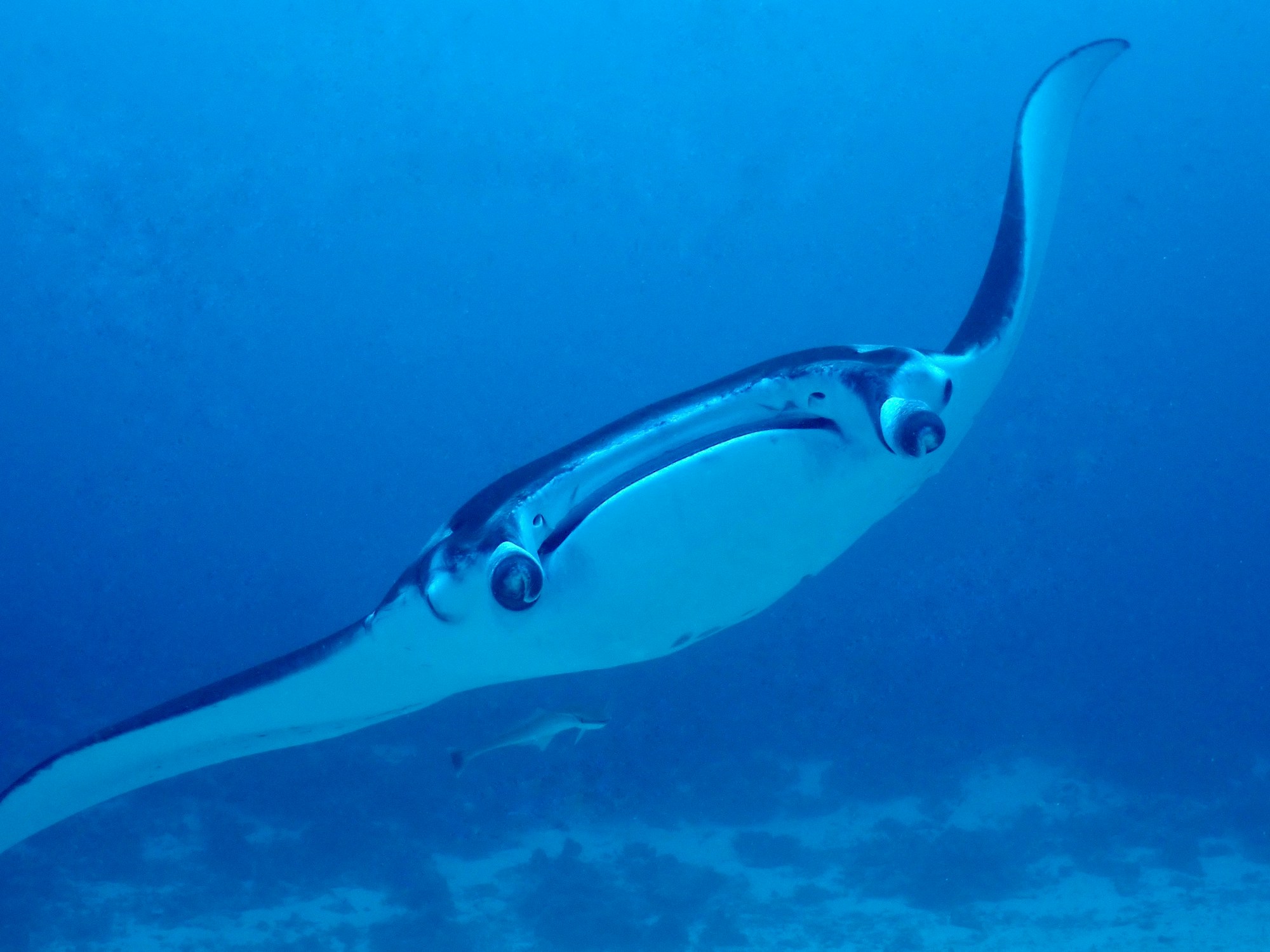 A manta ray gliding through blue water